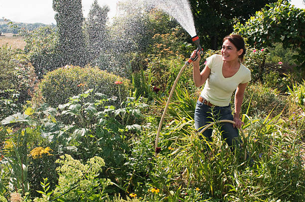 Woman spraying garden with hosepipe  garden hose stock pictures, royalty-free photos & images