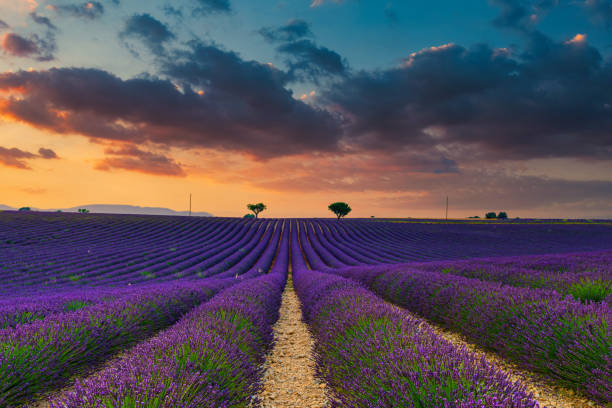 istock Valensole -lavender land, sunset 1213309327