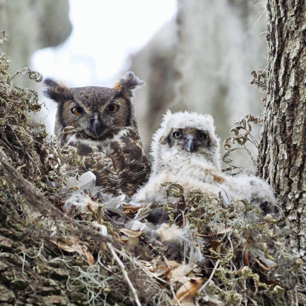 istock Great horned owl and baby 1213309812