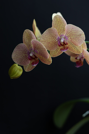 Blooming beautiful orchid, phalaenopsis on a black background. Close-up of a flower of yellow-pink hues with a splash. Minimalistic design.
