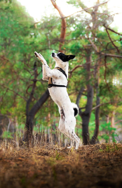 istock The dog stands on two paws and walks in the forest, performs a rack command, basenji funny meme 1213312847