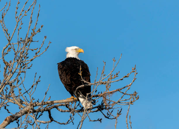 łysy orzeł wypakają - eagle animal bald eagle surveillance zdjęcia i obrazy z banku zdjęć