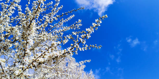 istock Thick lush large shrub or cherry tree blooming profusely with white flowers with yellow pistils against bright blue sky with sparse white clouds on sunny day.Onset of spring.Selective focus,copy space 1213313572