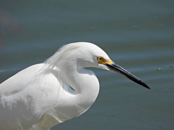 istock Snowy Egret (Egretta thula) - in the Florida wetlands, profile 1213313713