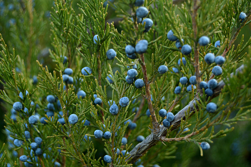 Eternal green plant - juniper with blue berries
