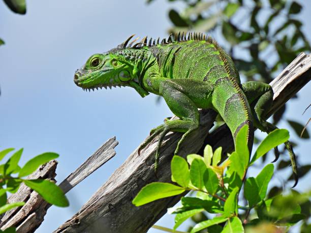 istock Green Iguana (Iguana iguana) - on a snag 1213314955