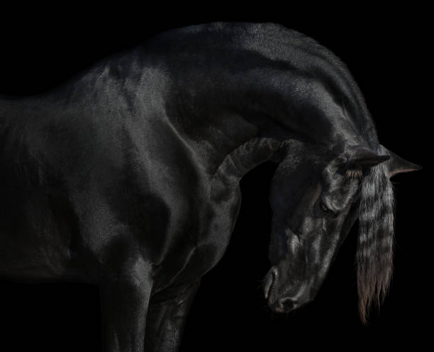 istock Black Friesian horse 1213315231