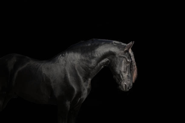 istock Black Friesian horse 1213315245