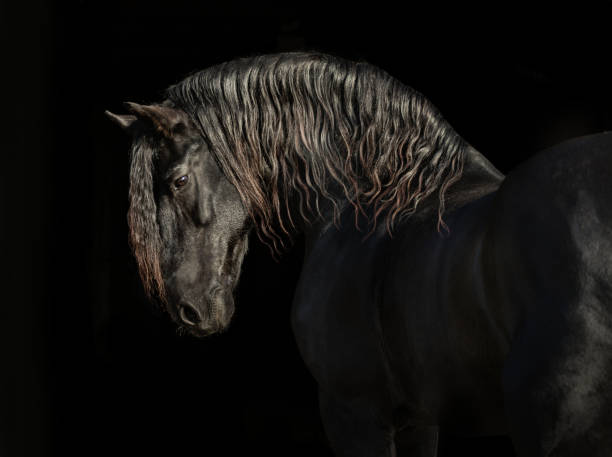 istock Black Friesian horse 1213315250