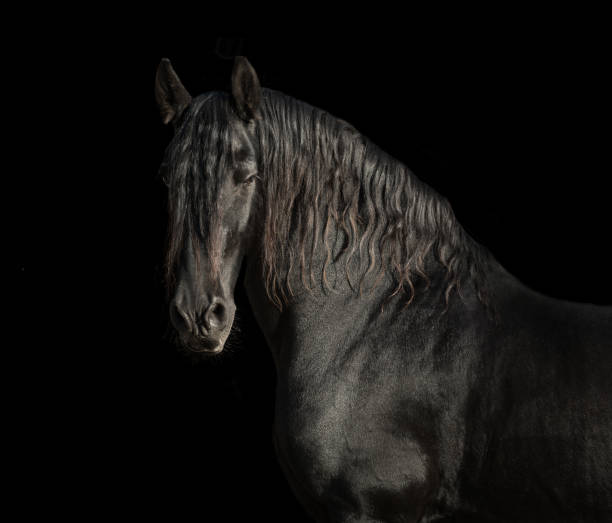 istock Black Friesian horse 1213315261