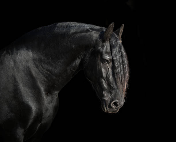 istock Black Friesian horse 1213315273