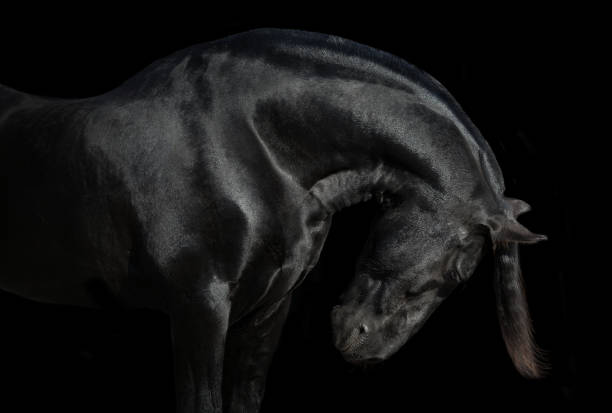istock Black Friesian horse 1213315282