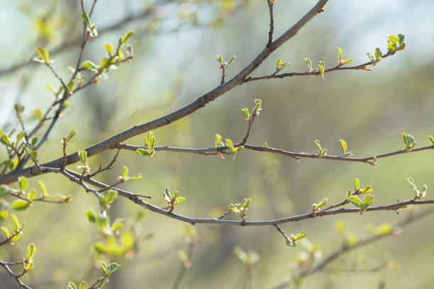 Young tree leaf and bud. New spring foliage appearing on branches. Tree or bush releasing buds. Seasonal forest background.
