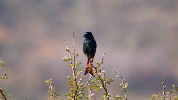 Photo of Fork-tailed drongo