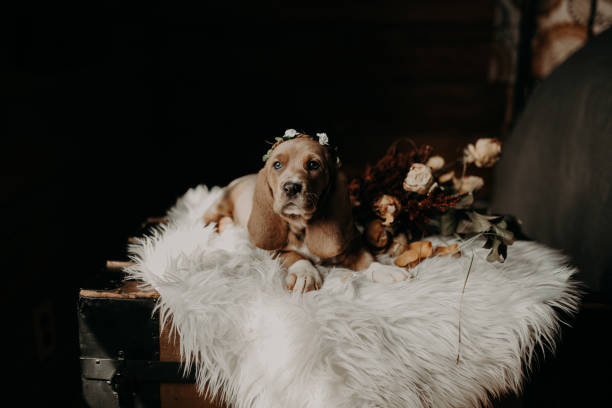 istock Scarlett the Basset Hound 1213316484
