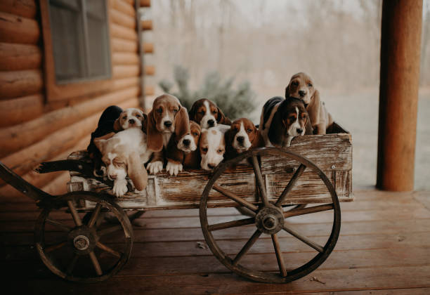 basset hound puppy group - basset hound foto e immagini stock