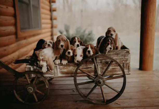 basset hound puppy photography