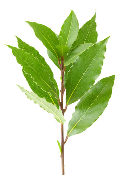 istock Fresh (Laurus nobilis) Bay Leaves branch 1213316803