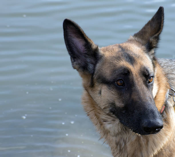 istock Close up of a dog's face. 1213318559