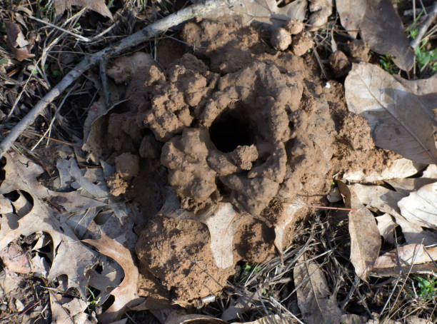 istock Close up of a crawdad hole. 1213318679