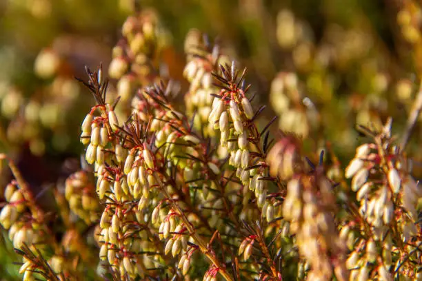 Small shrub of the heather (Erica carnea). Primroses in the garden.