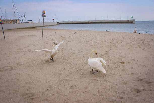 Wild birds on a sandy beach in Gdynia, Poland. Swans on the beach