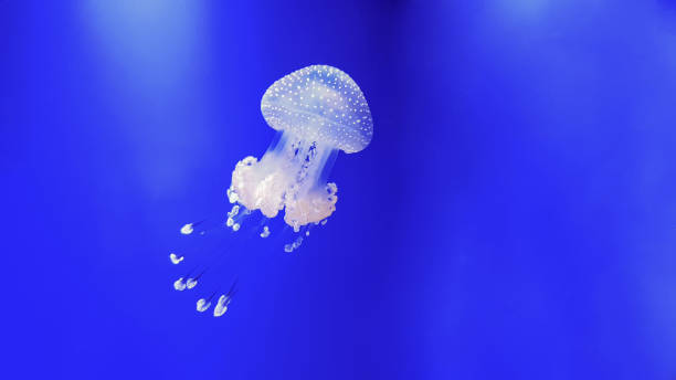 istock Colorful jellyfish in aquarium 1213319601