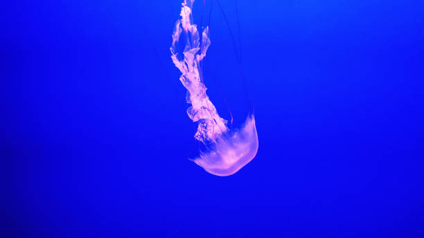 istock Colorful jellyfish in aquarium 1213319641