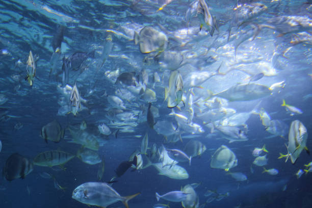 Tropical fish in the water