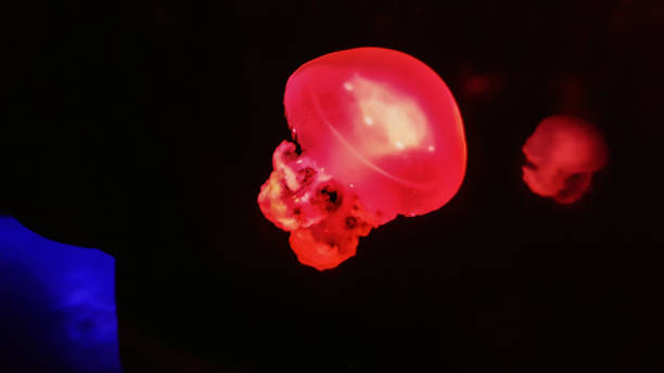 istock Colorful jellyfish in aquarium 1213319695