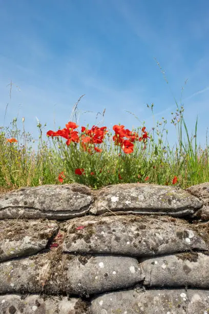 Photo of Sandbags and poppies in the World War I trenches known as Dodengang (Trench of Death)