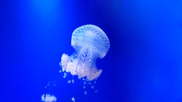 istock Colorful jellyfish in aquarium 1213319897