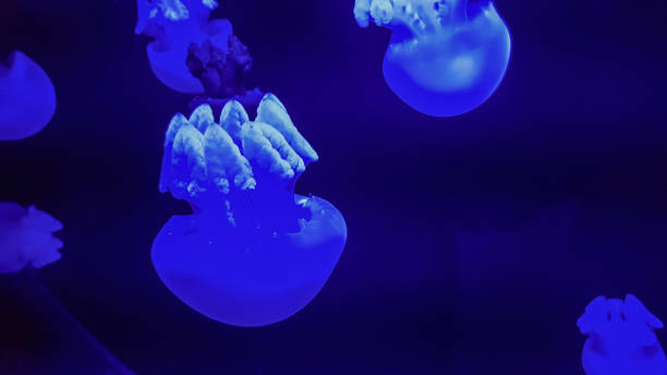 istock Colorful jellyfish in aquarium 1213319945