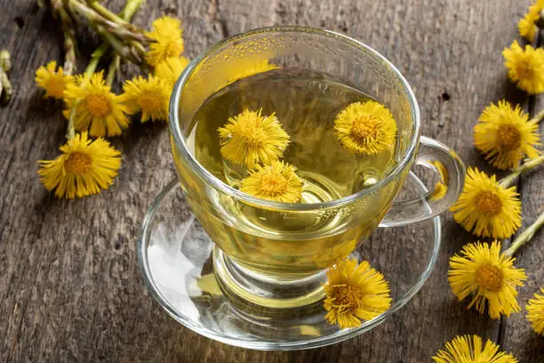 Herbal tea with fresh coltsfoot flowers