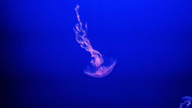 istock Colorful jellyfish in aquarium 1213319999