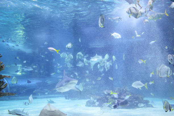 istock Tropical fish in the water 1213320067