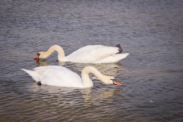 Pair of swans swims in the same direction. Both look at the camera, the swan on the foreground lifted the wings.