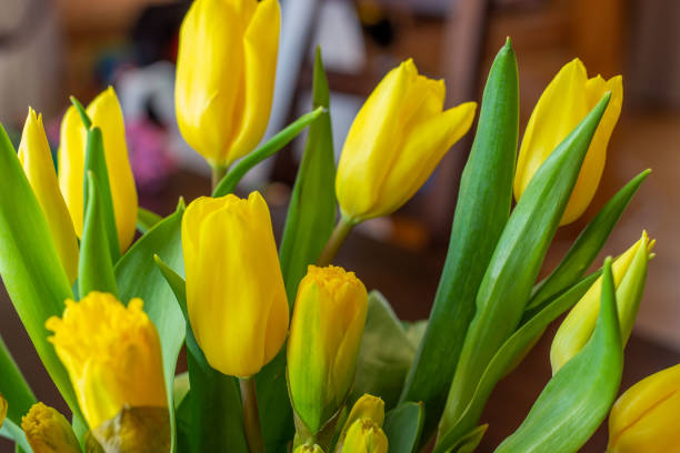 bouquet of yellow tulips and daffodils  in a vase. easter and spring greeting card. women's day, march 8. - daffodil flower yellow vase imagens e fotografias de stock