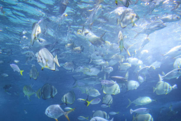 istock Tropical fish in the water 1213320418