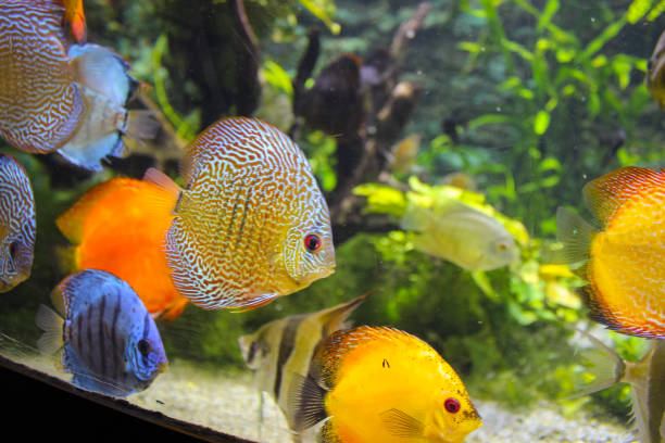 istock Tropical fish in the water 1213320439