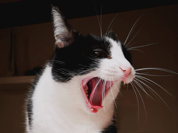istock closeup of a back and white cat yawning 1213321179