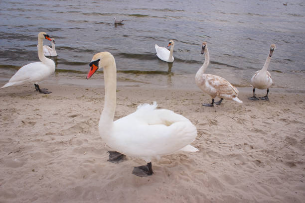 istock Wild birds on the sandy beach 1213321550