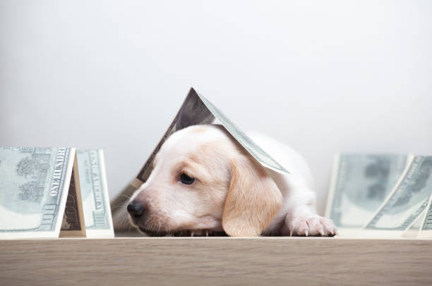 istock image of dog money white background 1213321646