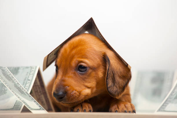 istock image of dog money white background 1213321649