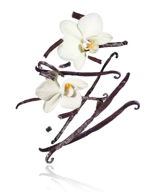 Dried vanilla sticks with flowers in the air on a white background Dried vanilla sticks with flowers in the air on a white background spicery stock pictures, royalty-free photos & images