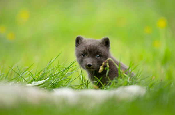 istock Cute Arctic fox cub in the meadow 1213321884