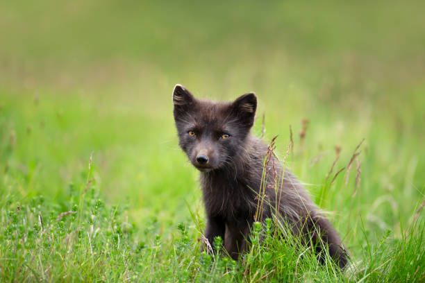 istock Close up of Arctic fox in the meadow 1213322143