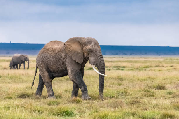 istock An old elephant walking in the savannah 1213322233
