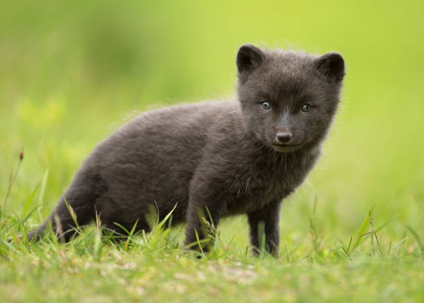 istock Cute Arctic fox cub in the meadow 1213322288