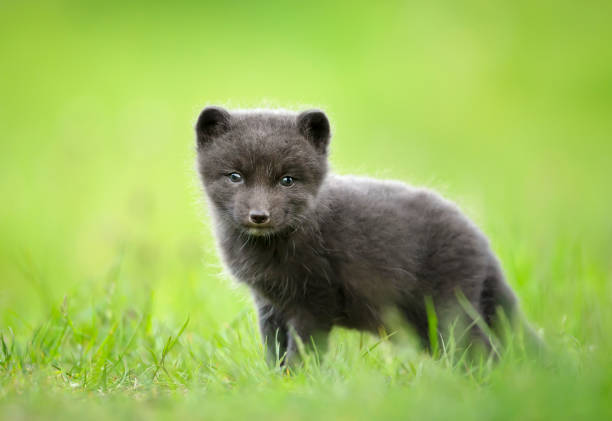 istock Cute Arctic fox cub in the meadow 1213322371